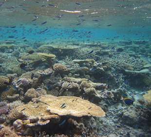 Hausriff am Lily Beach Resort