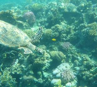 Hausriff mit Schildkröte