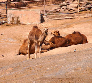 Tiere im Oasis Park Fuerteventura
