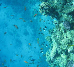 Tolles Korallenriff