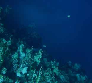 Unterwasserwelt