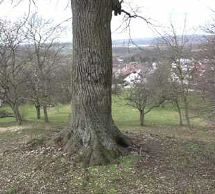 Geigersbühl Großbettlingen