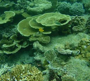 Wunderschöne Unterwasserwelt