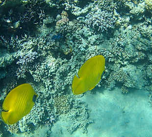 Schnorcheln Makadi Bay