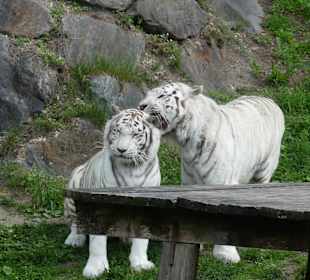 Weiße Tiger