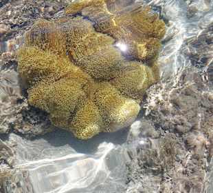 Schnorcheln Hurghada