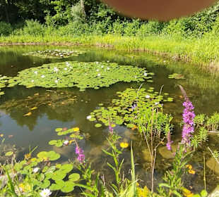 Umweltgarten Neubiberg