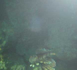 Rotfeuerfisch am Hausriff