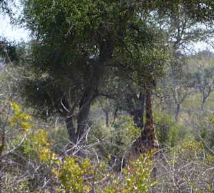 Krüger Nationalpark