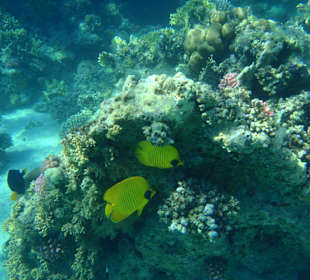 Chowające sie Ustniki