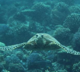 Schnorcheln Marsa Alam