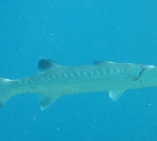 Schnorcheln Hurghada