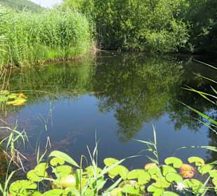 Naturschutzgebiet am See