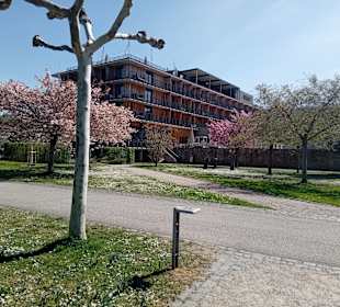 Außenansicht PAPA RHEIN - Hotel & Spa