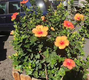 Wandern Valle Gran Rey