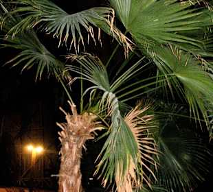 Echte Palmen