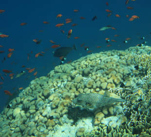 Schnorcheln Marsa Alam