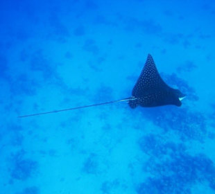 Adlerrochen - Schnorcheln Am Hausriff Gorgonia Bea