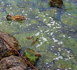 Die Enten warten schon