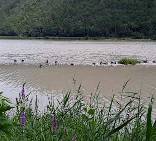 Wandern Obermühl an der Donau