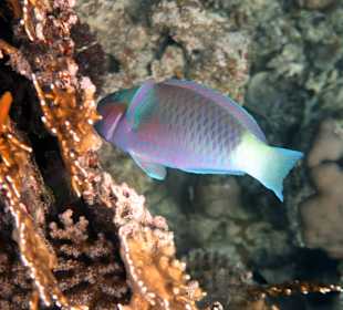 Schnorcheln Marsa Alam