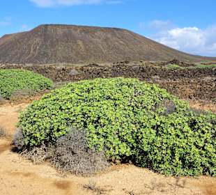 Typische Vegetation auf Lobos