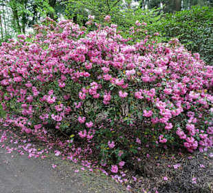 Impressionen aus dem Rhododendronpark Gristede