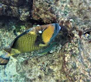 Riesen-Drückerfisch