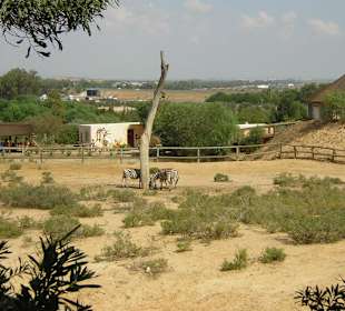 Giraffen/Zebra Gehege