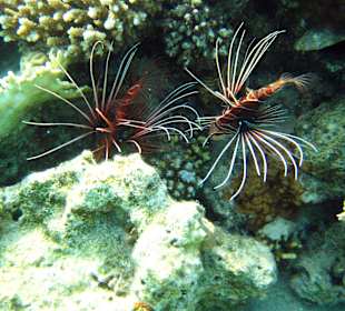 Strahlenfeuerfische am Hausriff Grand Makadi