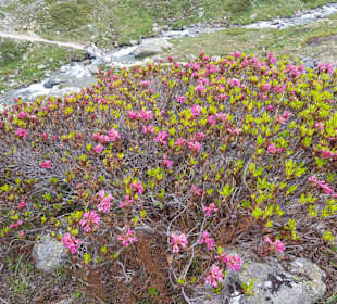 Die ersten Alpenrosen blühen