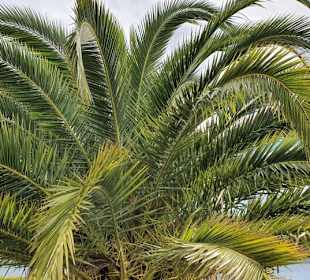 Die wunderschöne Palme am Platz