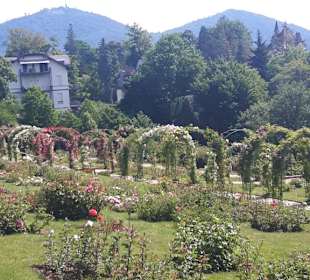 Rosenneuheitengarten
