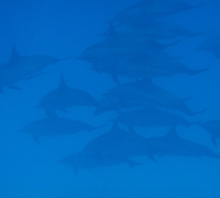 Satayi Dolphin House