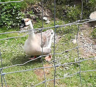 Alpen Wildpark Feld am See