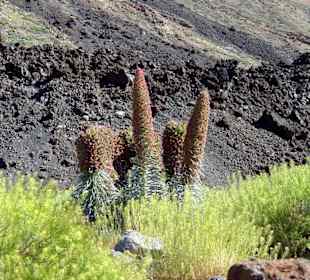 Teide Pflanzen Welt