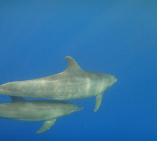 Delfine direkt am Steg