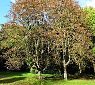 Eindrücke aus dem herbstlichen Knoops Park