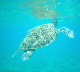 Schildkröte beim Auftauchen