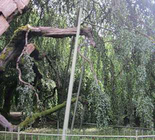 Lichtentaler Allee, gestützter BAum