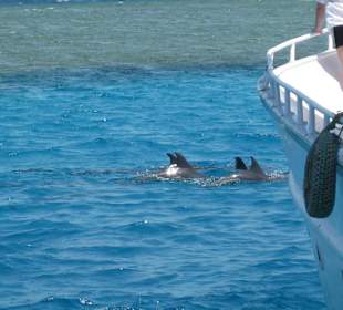 Delfine neben dem Boot