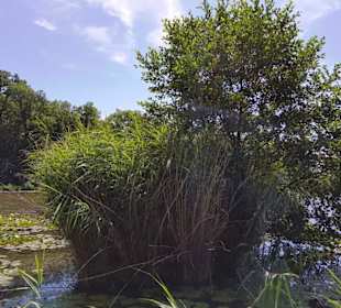 Schilf
