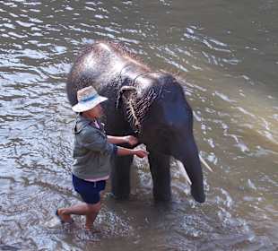 Elefantencamp Chiang Mai