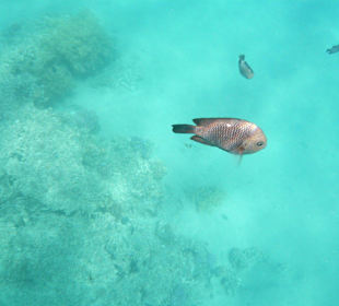 Fisch