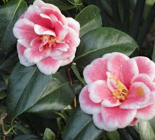 Flora