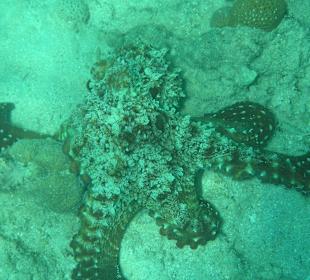Direkt am Hausriff beim Schnorcheln aufgenommen