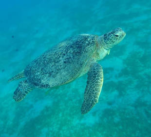 Schnorcheln Marsa Alam