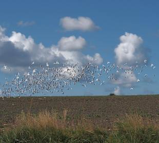 Wandern Norddorf auf Amrum