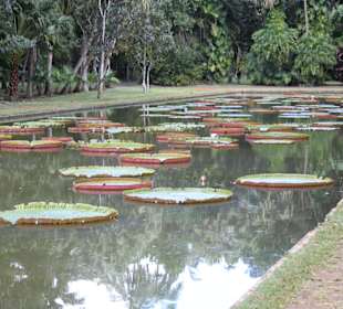Lilienteich