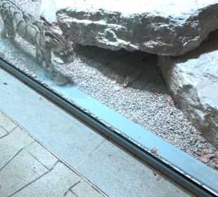 Regenwaldhaus